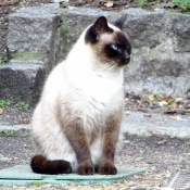 Photo de Chat domestique