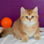 Photo de British shorthair