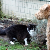 Photo de Races diffrentes