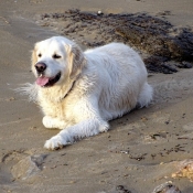 Photo de Golden retriever