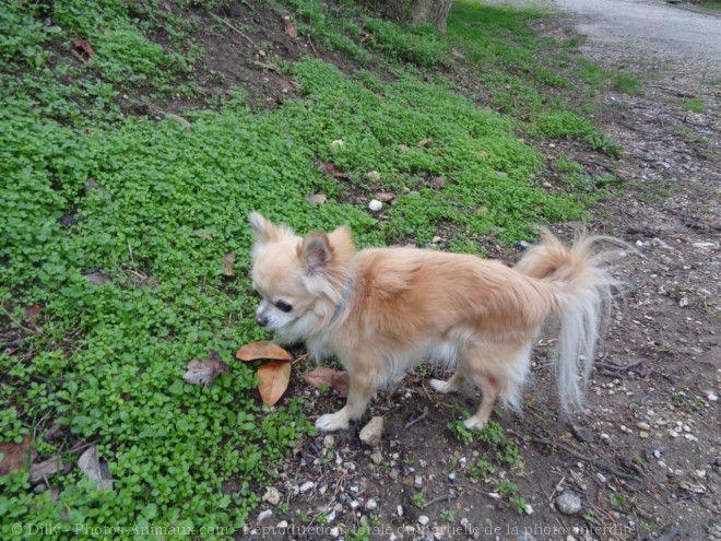 Photo de Chihuahua  poil long