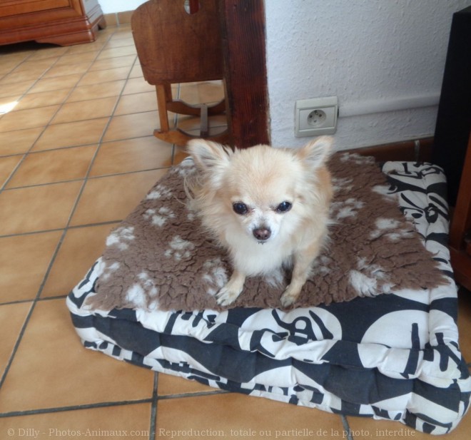 Photo de Chihuahua  poil long