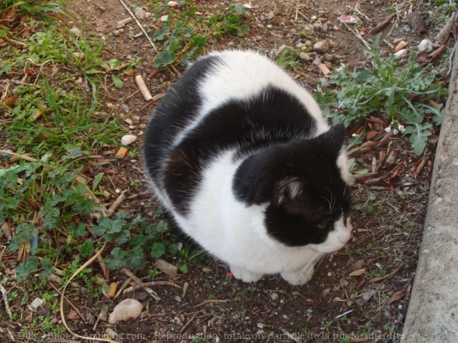 Photo de Chat domestique