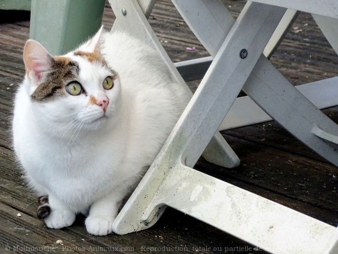 Photo de Chat domestique