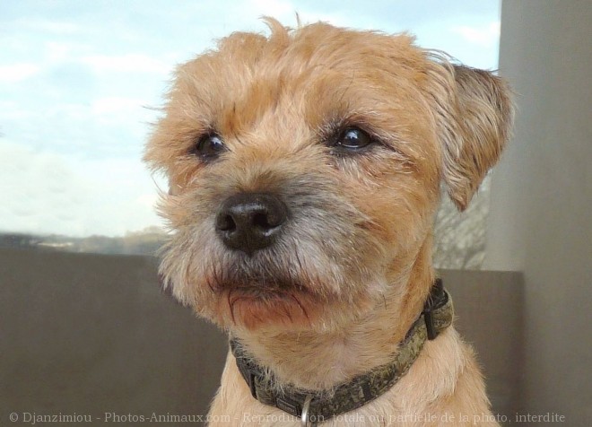 Photo de Border terrier