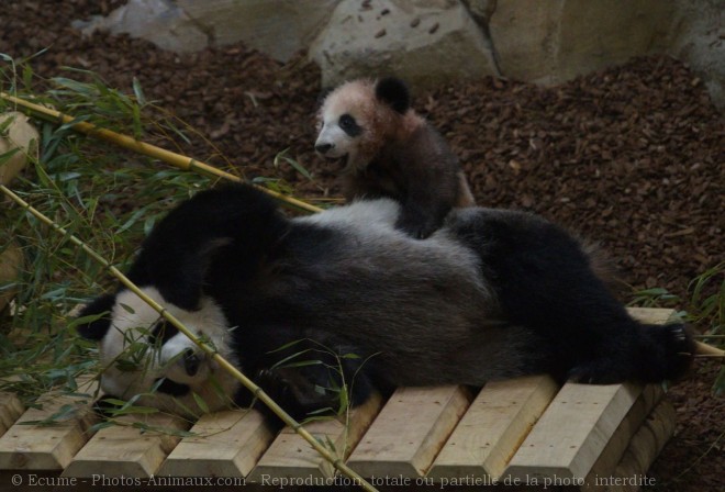 Photo de Panda