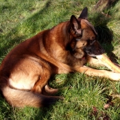 Photo de Berger belge malinois