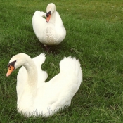 Photo de Cygne