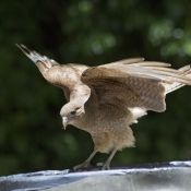 Photo de Caracara