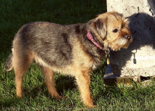 Photo de Border terrier