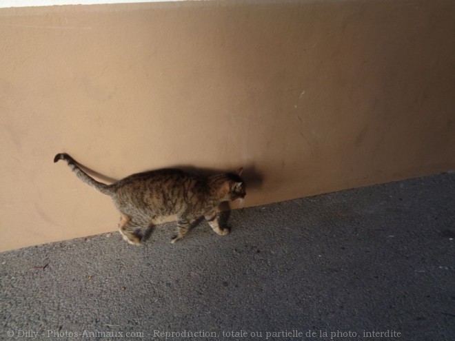 Photo de Chat domestique