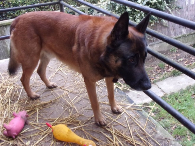 Photo de Berger belge malinois