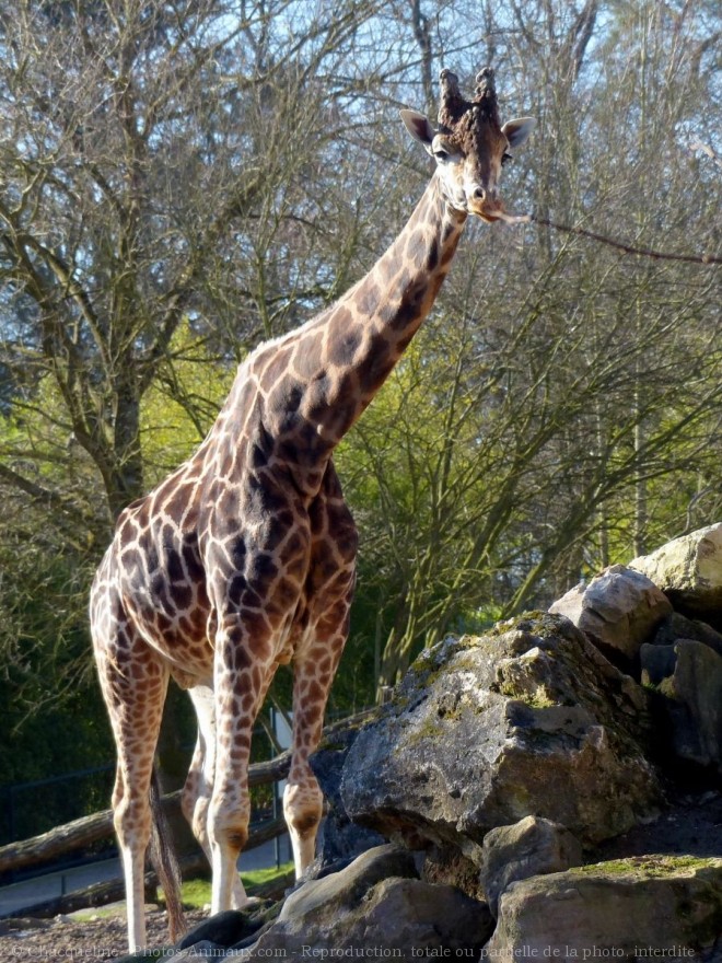 Photo de Girafe