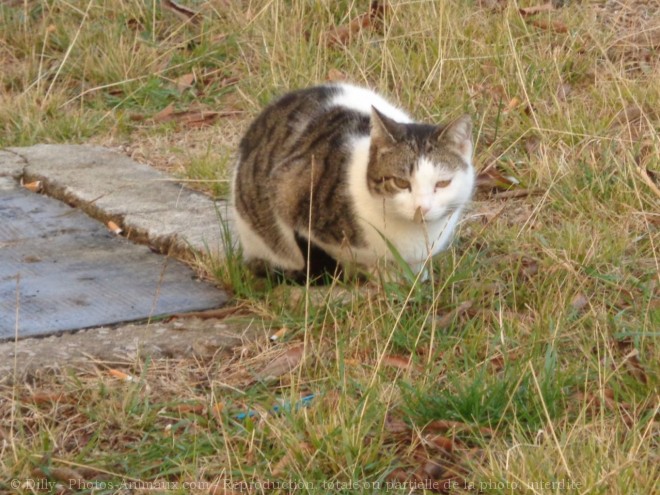 Photo de Chat domestique