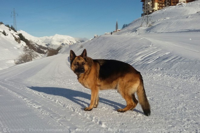 Photo de Berger allemand  poil court