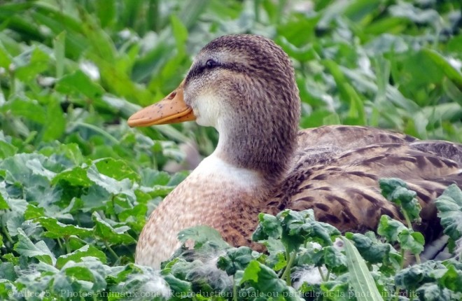 Photo de Canard colvert