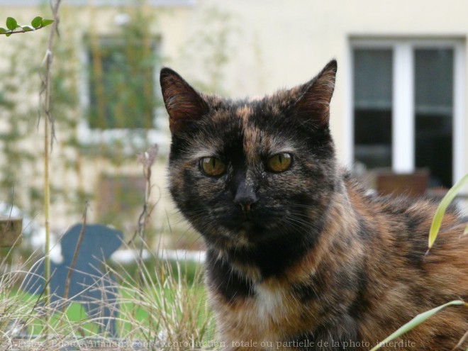 Photo de Chat domestique