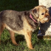 Photo de Border terrier