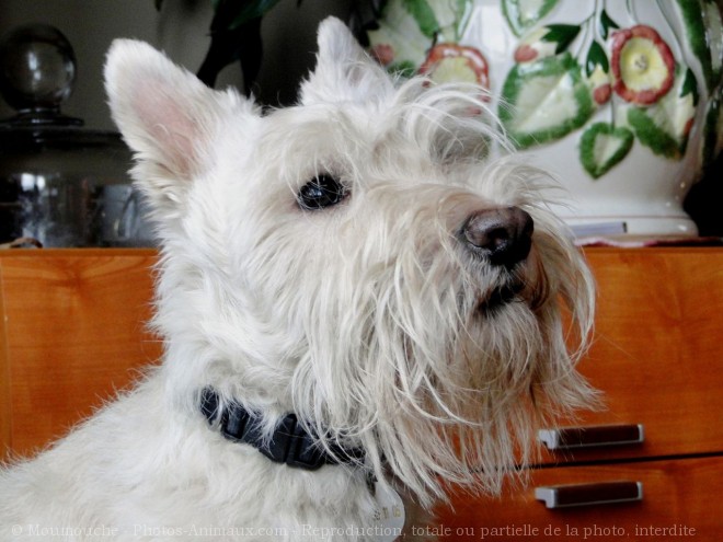 Photo de Scottish terrier