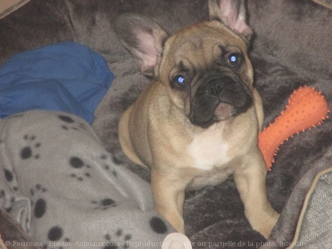 Photo de Bouledogue franais