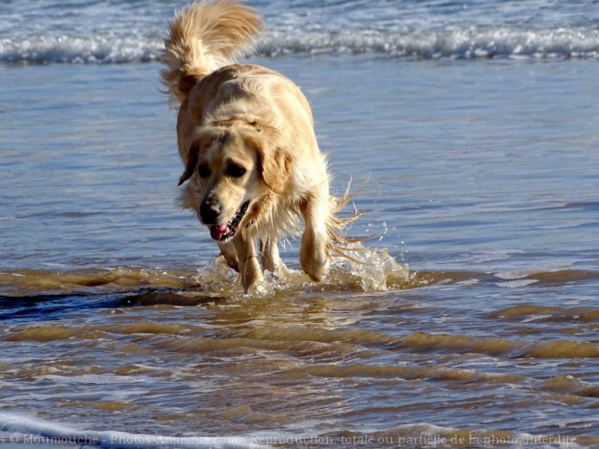 Photo de Golden retriever