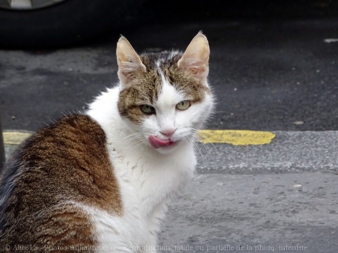 Photo de Chat domestique