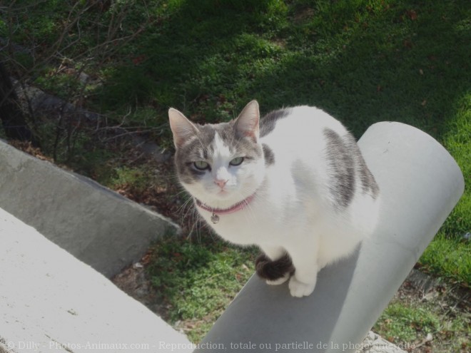 Photo de Chat domestique