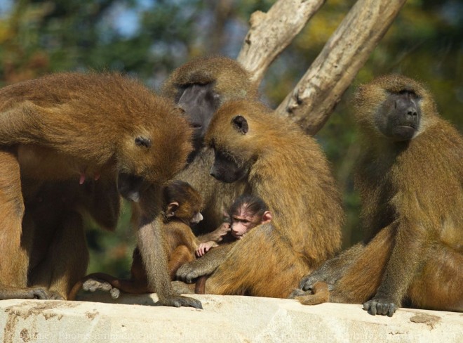 Photo de Singe - baboin