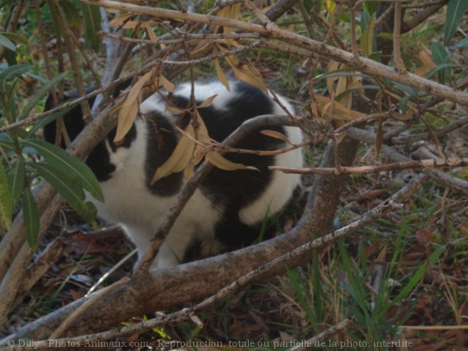 Photo de Chat domestique