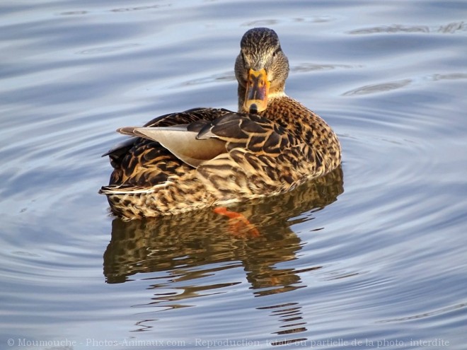 Photo de Canard colvert