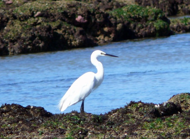 Photo d'Aigrette