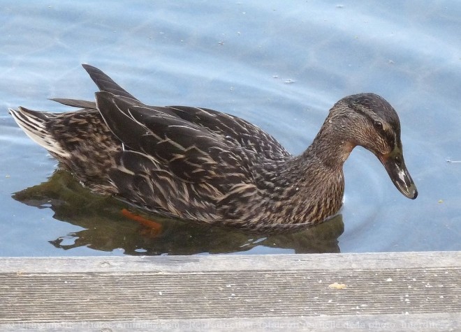 Photo de Canard colvert