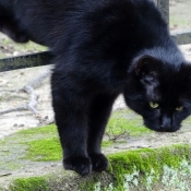 Photo de Chat domestique