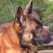 Photo de Berger belge malinois