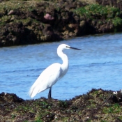 Photo d'Aigrette