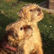 Photo de Border terrier