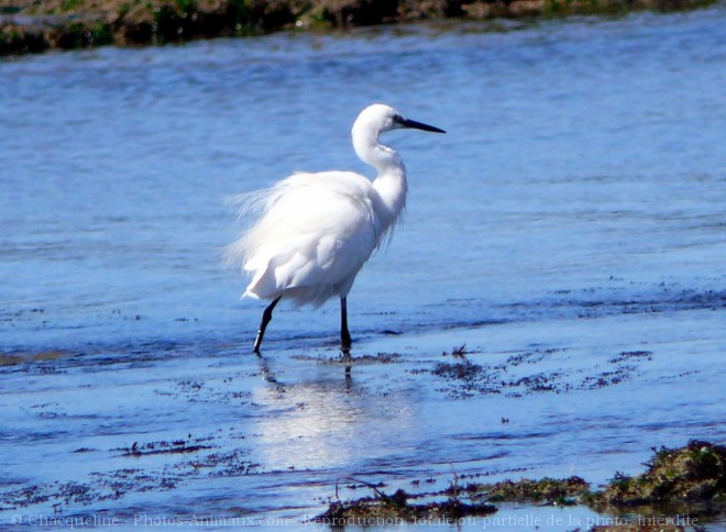 Photo d'Aigrette