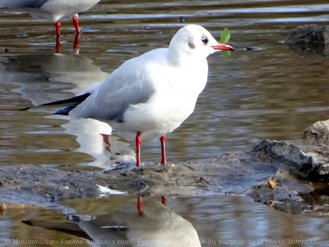 Photo de Mouette