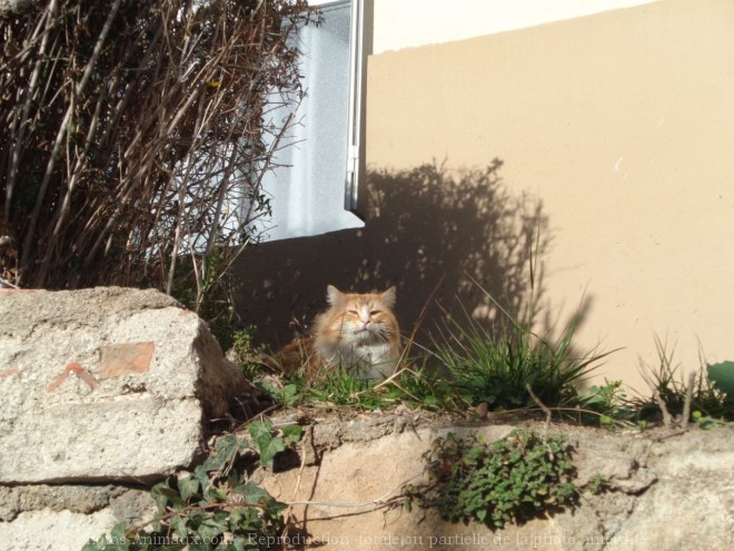 Photo de Chat domestique