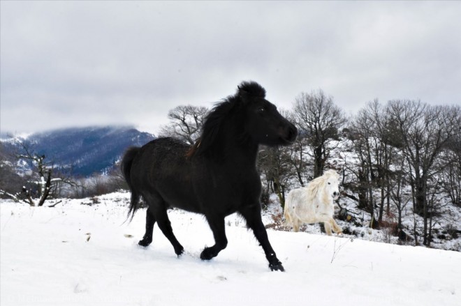 Photo de Poney (toutes races)