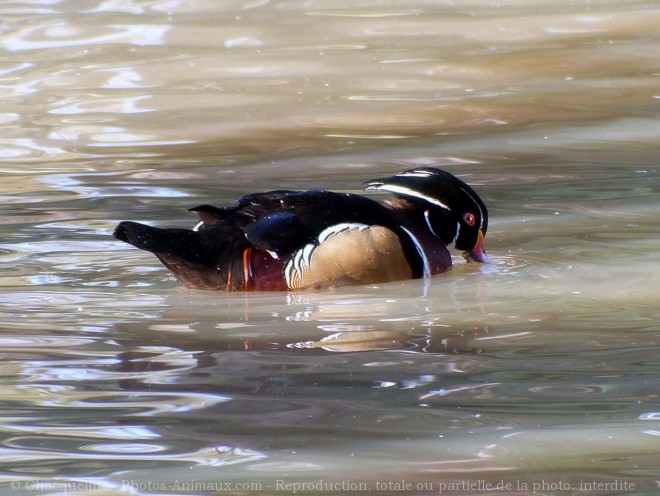 Photo de Canard carolin