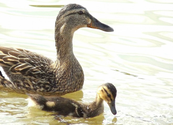 Photo de Canard colvert