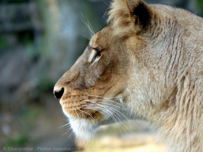 Photo de Lion