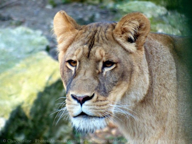 Photo de Lion