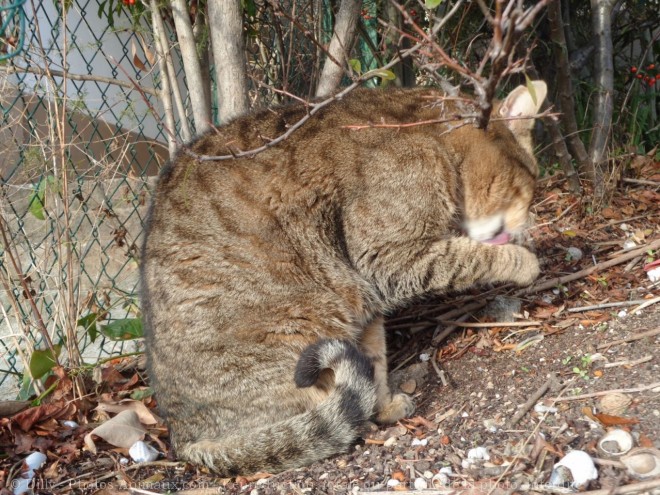 Photo de Chat domestique