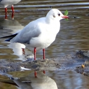 Photo de Mouette