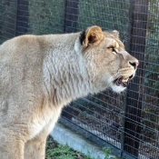 Photo de Lion