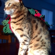 Photo de Bengal