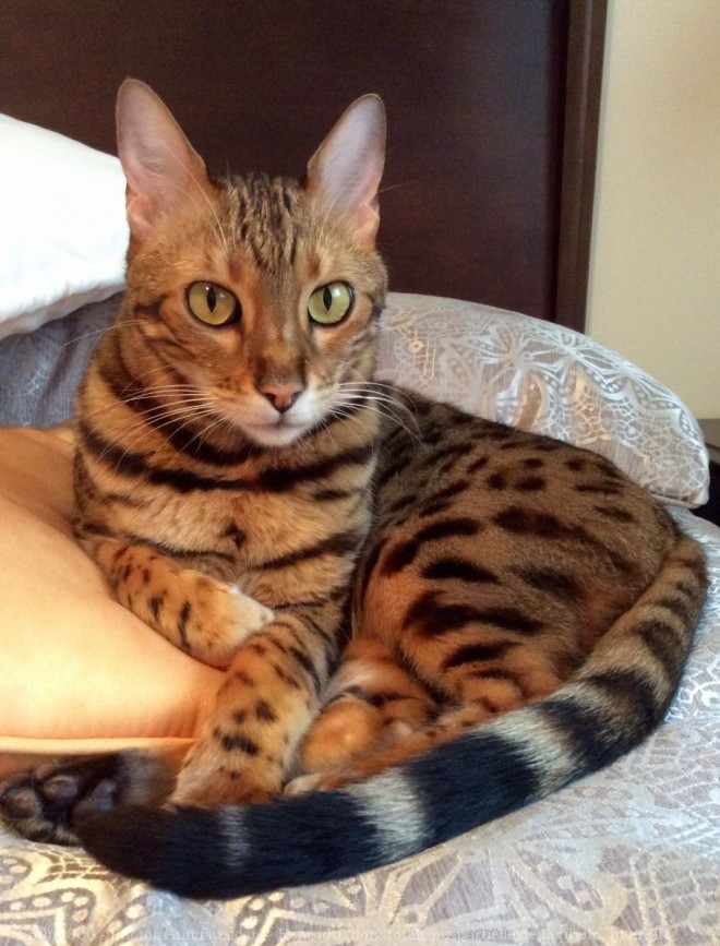 Photo de Bengal