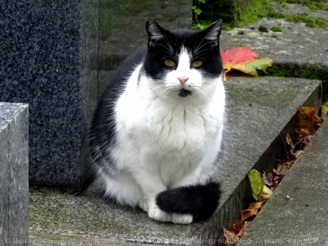 Photo de Chat domestique